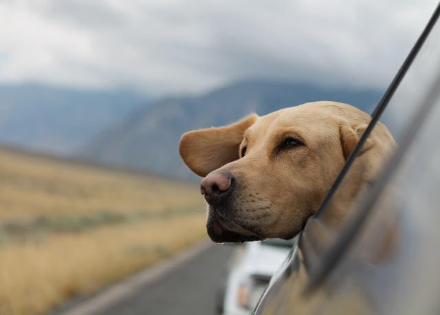 Lee más sobre el artículo 6 webs de alojamientos para viajar con mascotas