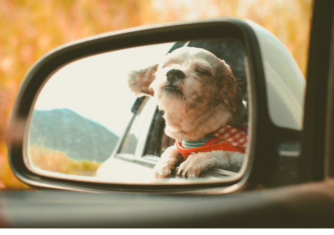 alojamiento petfriendly