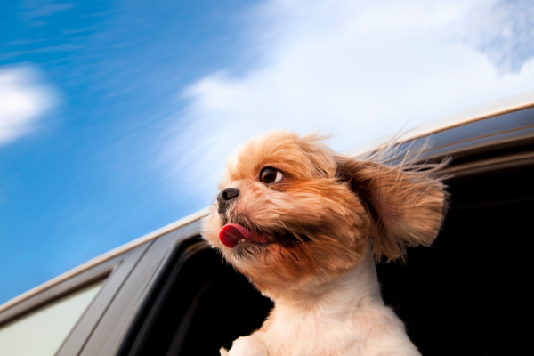 Lee más sobre el artículo Destinos para viajar con perros: Aragón es Petfriendly
